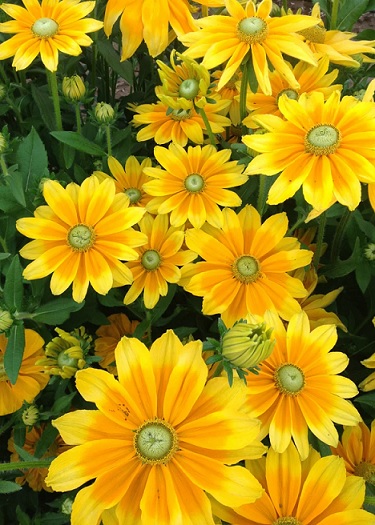 Rudbeckia_hirta_prairie_sun_2