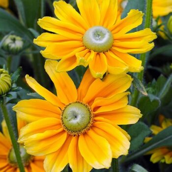 Rudbeckia_hirta_prairie_sun_3