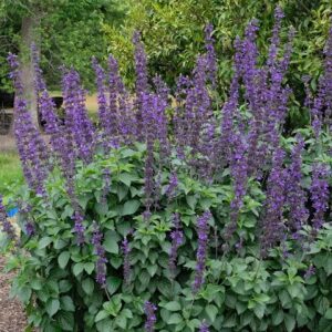 Salvia hybrida big blue