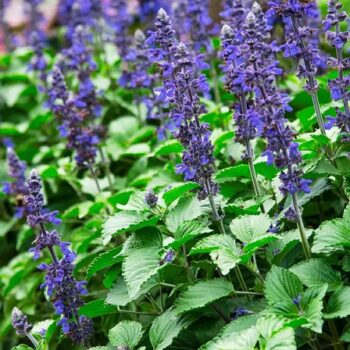 Salvia_hybrida_big_blue_1