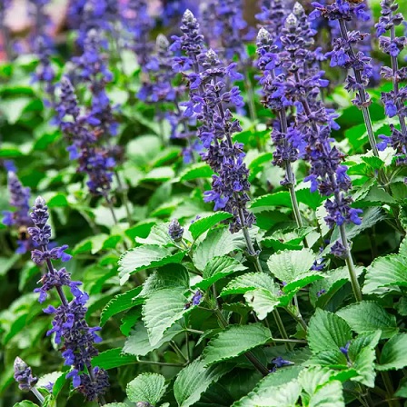 Salvia_hybrida_big_blue_1