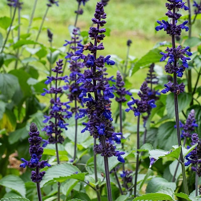 Salvia_hybrida_big_blue_2