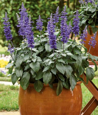 Salvia_hybrida_big_blue_3