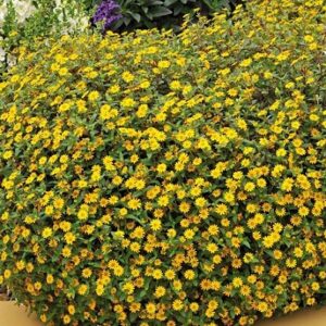 Sanvitalia procumbens solaris