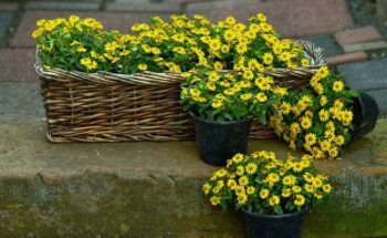 Sanvitalia_procumbens_solaris_1