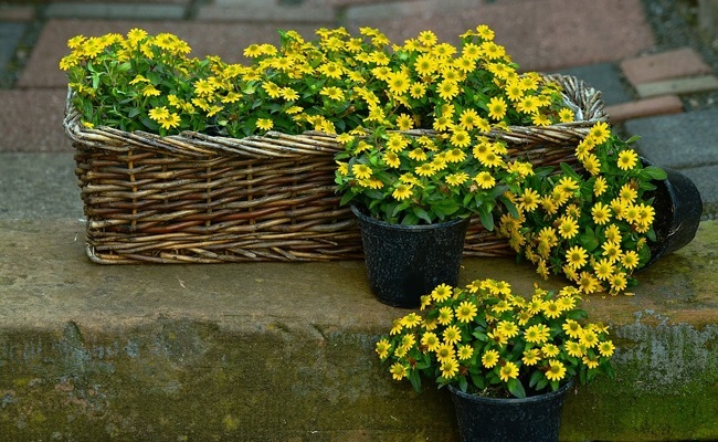 Sanvitalia_procumbens_solaris_1