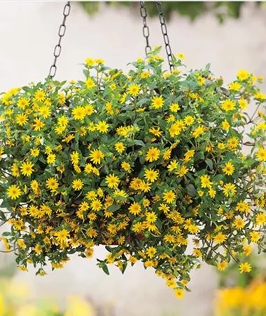 Sanvitalia_procumbens_solaris_2