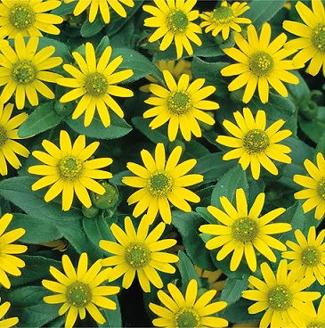 Sanvitalia_procumbens_solaris_3