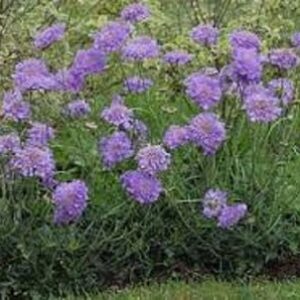 Scabiosa fama deep blue