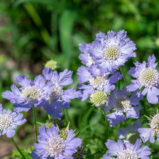 Scabiosa_fama_deep_blue_2