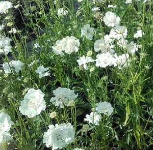 Scabiosa fama white