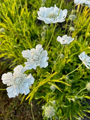 Scabiosa_fama_white_1