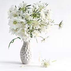Scabiosa_fama_white_3
