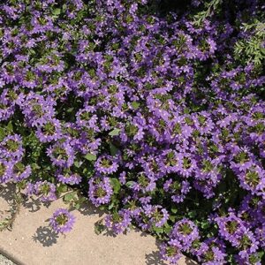 Scaevola aemula blue