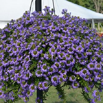 Scaevola_aemula_blue_1