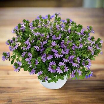 Scaevola_aemula_blue_2