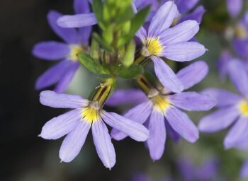 Scaevola_aemula_blue_3