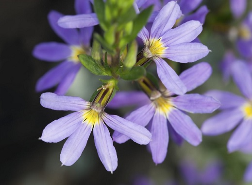 Scaevola_aemula_blue_3