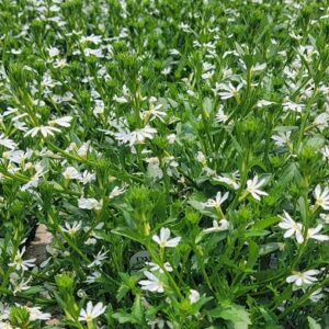 Scaevola aemula white
