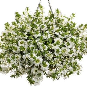 Scaevola_aemula_white_1