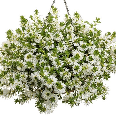 Scaevola_aemula_white_1