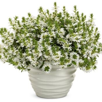 Scaevola_aemula_white_2