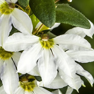 Scaevola_aemula_white_3