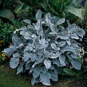 Senecio bicolor cirrus