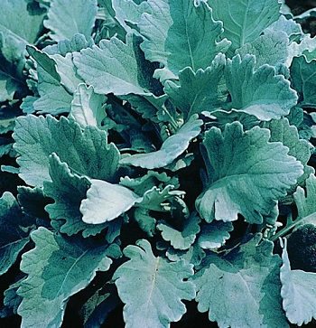 Senecio_bicolor_cirrus_1