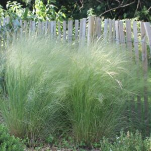 Stipa Ponytails