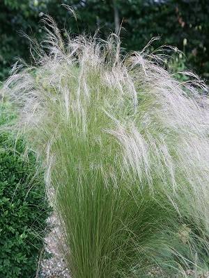 Stipa_Ponytails_1