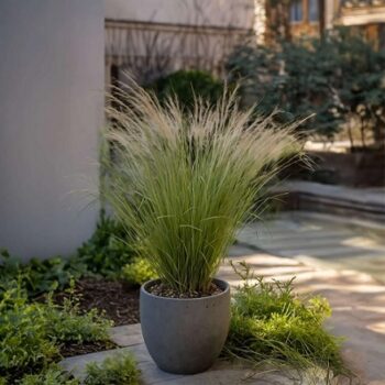 Stipa_Ponytails_2