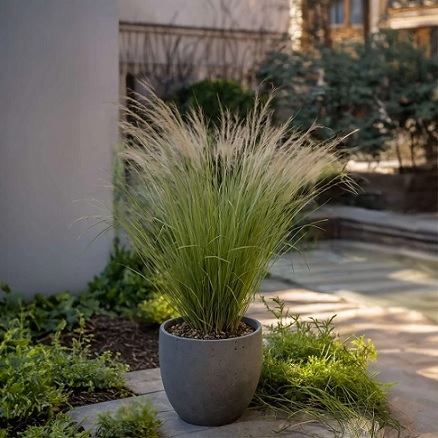 Stipa_Ponytails_2