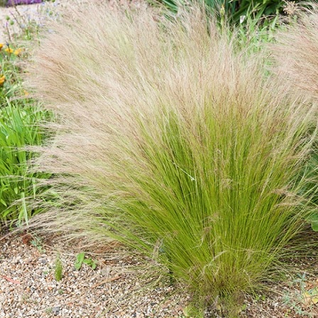 Stipa_Ponytails_3