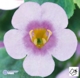 Sutera_diffusus_giga_pink_eye_3