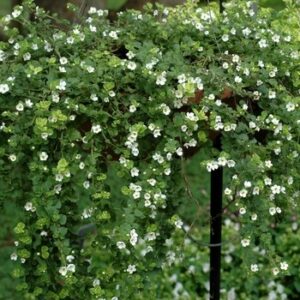 Sutera diffusus giga white