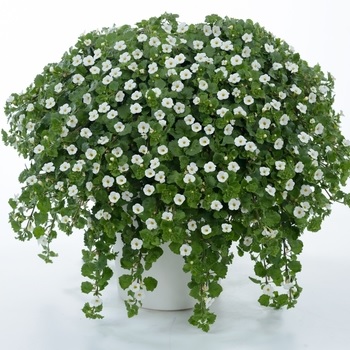 Sutera_diffusus_giga_white_1