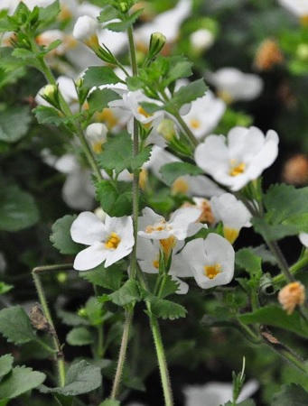 Sutera_diffusus_giga_white_2