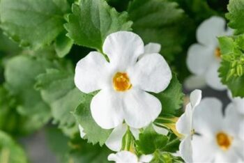 Sutera_diffusus_giga_white_3