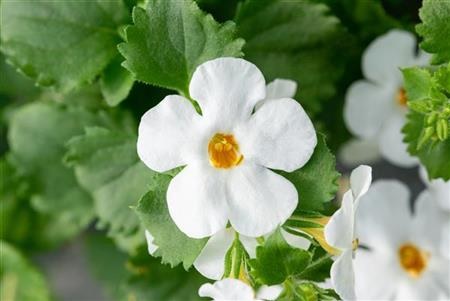 Sutera_diffusus_giga_white_3