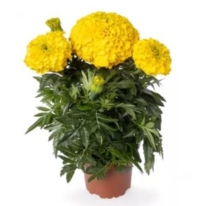 Tagetes erecta inca II gold