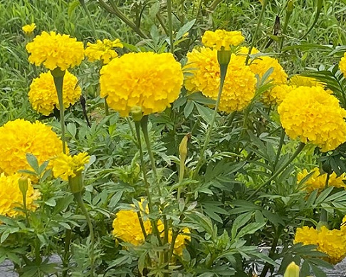 Tagetes_erecta_inca_II_gold_2