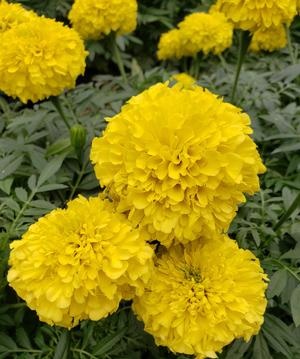 Tagetes_erecta_inca_II_gold_4