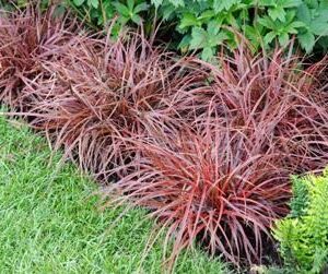 Uncinia Rubra Everflame