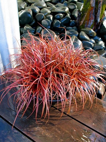 Uncinia_Rubra_Everflame_2