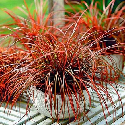 Uncinia_Rubra_Everflame_3