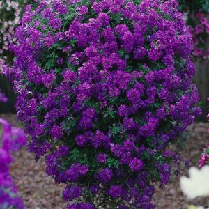 Verbena x peruviana - Samira® Deep Blue