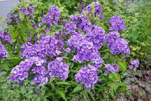 Verbena_peruviana_Samira_Deep_Blue_1