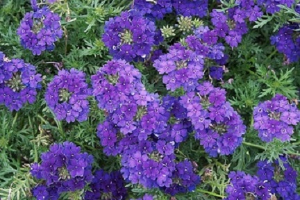 Verbena_peruviana_Samira_Deep_Blue_2