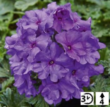 Verbena_peruviana_Samira_Deep_Blue_3